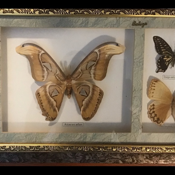 Belize Set of 5 Framed Butterflies - Picture 4 of 4